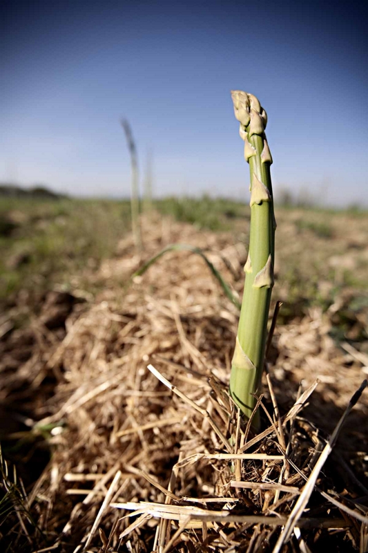 Castel Cerreto - Coltivazione di asparagi