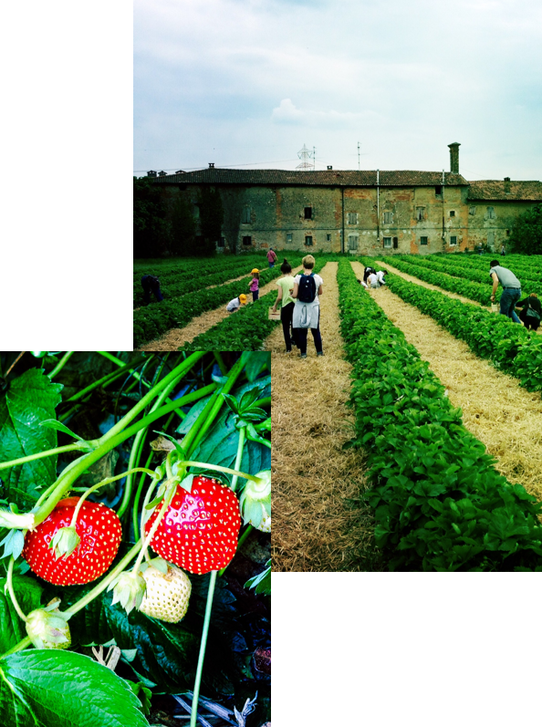 Catel Cerreto - Campi di fragole Catel Cerreto - Campi di fragole